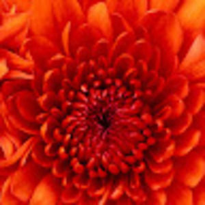 Meet your Posher, Lakendra